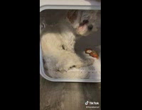 Dog inside of fancy fur dryer 