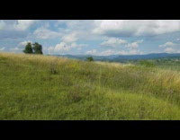 Clip of Greenery in Village Landscape 