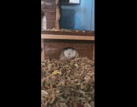 Grey white hamster yawns wood hideout house 
