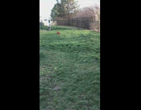 Brown dog with red shirt run at the backyard Part 2