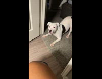 Collab Clips MPUGC - Dog barks and wants to be let out to pee 