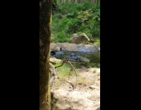 Otter fetching stick to build dam 
