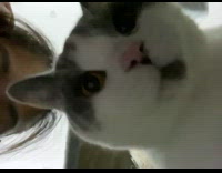 Grey white cat looks down purrs phone