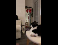 Friends plays game with cat 