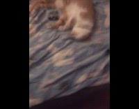 Pet cat moves paws while asleep on the bed