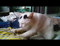 Guy lays down while cat kneads stomach 