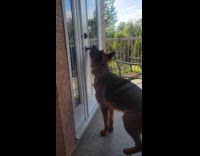 Dog opens door from porch 
