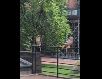 Collab WINY - Hawk on fence holding dead squirrel 