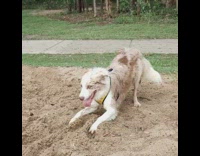 Brown white dog digs dirt yellow harness