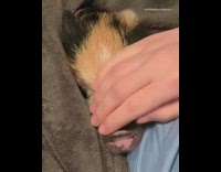 Black pink pig oinks grey blanket 