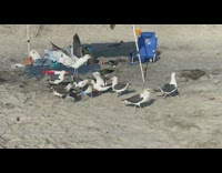 Wild seagulls ripped open the bag of Cheetos