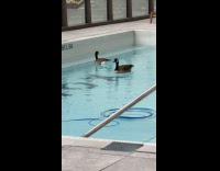Woman films duck swims in swimming pool