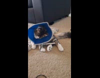 Cat blue neck cone try to scratch self