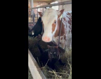 Cow removing cat from food trough