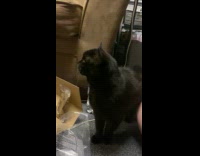 Cat responds to name of its food
