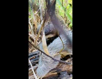 Woman say hello to sloth on grass