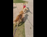 Dog holds leash of other dog