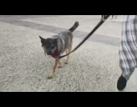 black dog walking around with pacifier around streets 