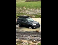 Collab PubityPets - Chowchow Watches Car Gets Pulled Out of River