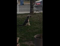 Collab Clips mpugc - Dog barking in front yard with cup on face