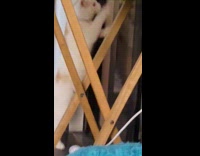 Black Cat Tackles Down White Cat on Door