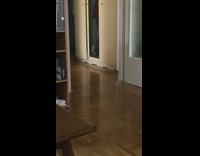 Cat brings owner foil ball to throw 