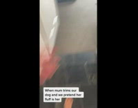 Pranking dad with fake dog with fur 