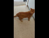 Pet cat chases its own tail in a circle