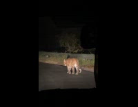 Leopard walks around the village at night