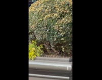 Collab WINY - Purple Luxury Car with Profane Decals Leaves Street