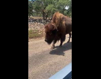 Bison walks near the car of family Part 2