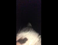 Collab AnimalIG - Cute Cat Looks at Camera then Leaves