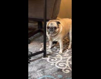 Senior dog caught licking tables leg