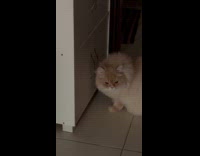Cat succeeding in opening cupboard 