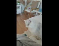 Fluffy White Cat Chases Nonexistent Treat