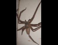 Large huntsman spider on wall up close