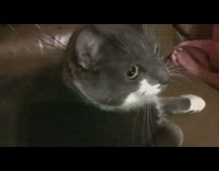 Grey white cat doesnt like head massager