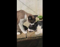 Cats grooms each other while basks in the sun 