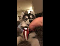 Siberian Husky Puppy Red Harness Confused by Closing Hand