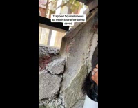 Man rescues squirrel from rubble