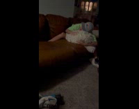 Dog gets jealous at guy patting a pillow