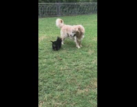 German Shepherd and Labrador Play with Black Puppy on Grass