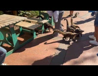 Coati climb on plastic held by woman