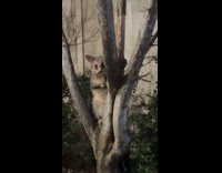 Collab Clips MPUGC - Woman wants to take adorable possum home 