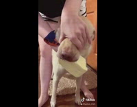 Collab BitchMP - Dog steals block of butter 