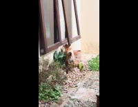 Shiba dog climbs through window inside house 