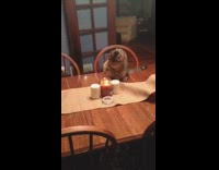 Collab Clips mpugc - Cat hits out red candle flame