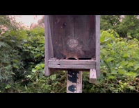 Chipmunk trapped inside the bird feeder box