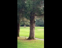 2 squirrels chases each other on tree 