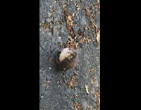 Small bird on ground chirp eyes closed